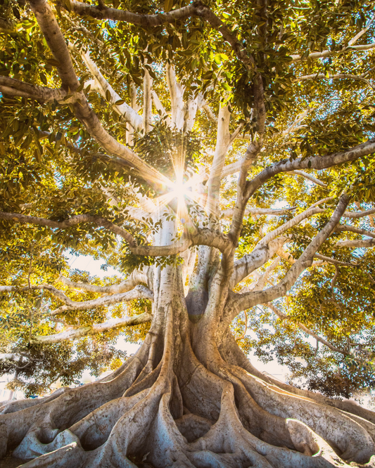 Soin Force Vitale - Réalignement énergétique